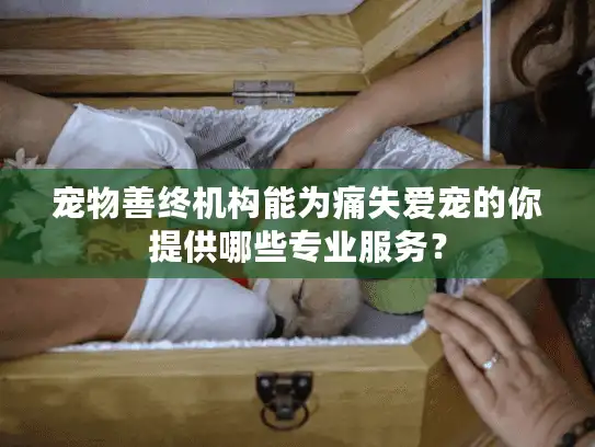 宠物善终机构能为痛失爱宠的你提供哪些专业服务？