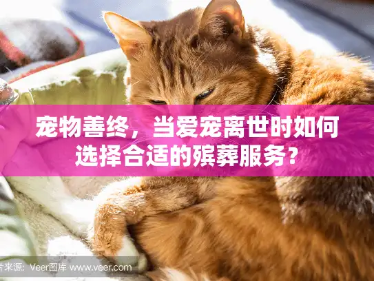 宠物善终，当爱宠离世时如何选择合适的殡葬服务？