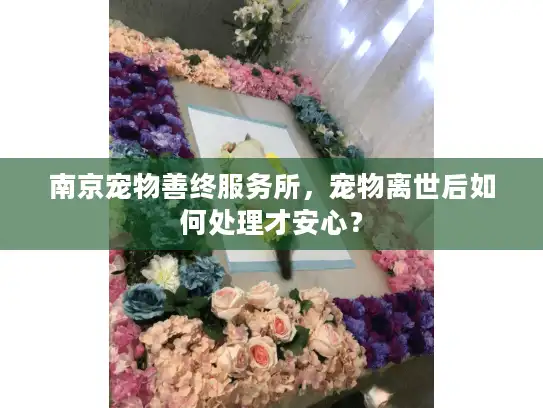 南京宠物善终服务所，宠物离世后如何处理才安心？
