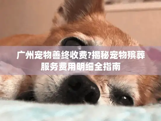 广州宠物善终收费?揭秘宠物殡葬服务费用明细全指南