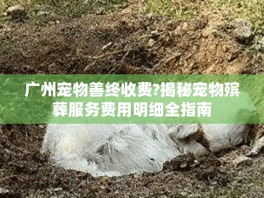 广州宠物善终收费?揭秘宠物殡葬服务费用明细全指南
