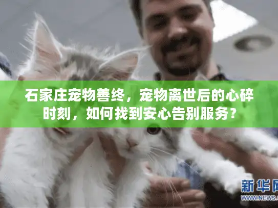 石家庄宠物善终，宠物离世后的心碎时刻，如何找到安心告别服务？