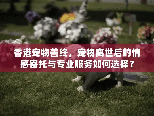 香港宠物善终，宠物离世后的情感寄托与专业服务如何选择？