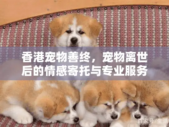 香港宠物善终，宠物离世后的情感寄托与专业服务如何选择？