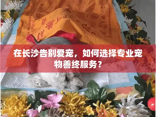在长沙告别爱宠，如何选择专业宠物善终服务？