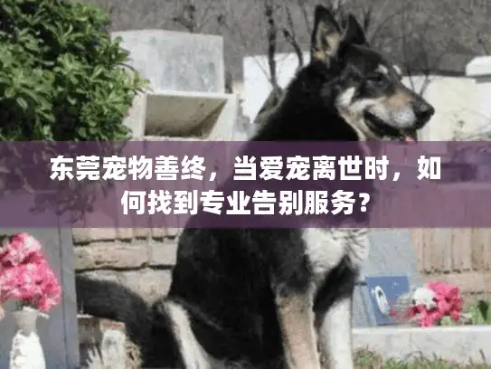 东莞宠物善终，当爱宠离世时，如何找到专业告别服务？