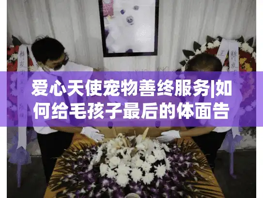 爱心天使宠物善终服务|如何给毛孩子最后的体面告别？