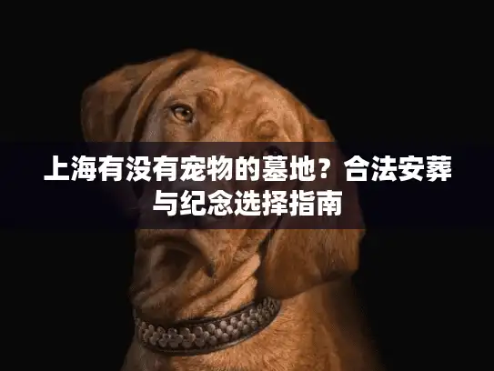 上海有没有宠物的墓地？合法安葬与纪念选择指南