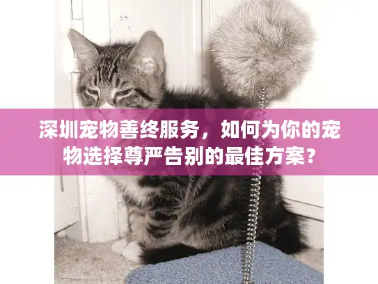 深圳宠物善终服务，如何为你的宠物选择尊严告别的最佳方案？