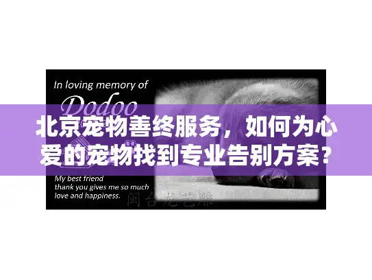 北京宠物善终服务，如何为心爱的宠物找到专业告别方案？