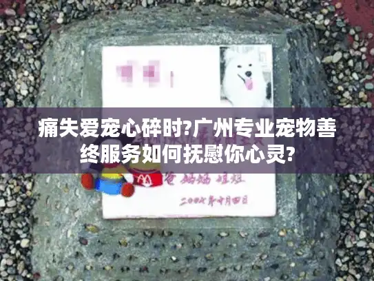 痛失爱宠心碎时?广州专业宠物善终服务如何抚慰你心灵?