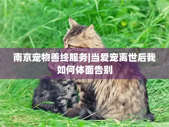 南京宠物善终服务|当爱宠离世后我如何体面告别