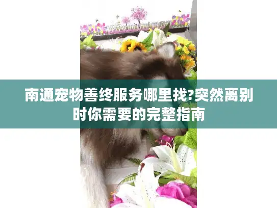 南通宠物善终服务哪里找?突然离别时你需要的完整指南