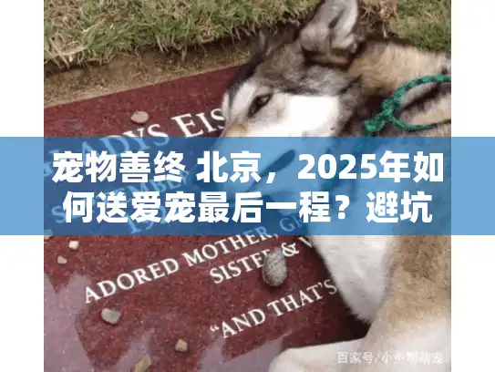 宠物善终 北京，2025年如何送爱宠最后一程？避坑指南在此！