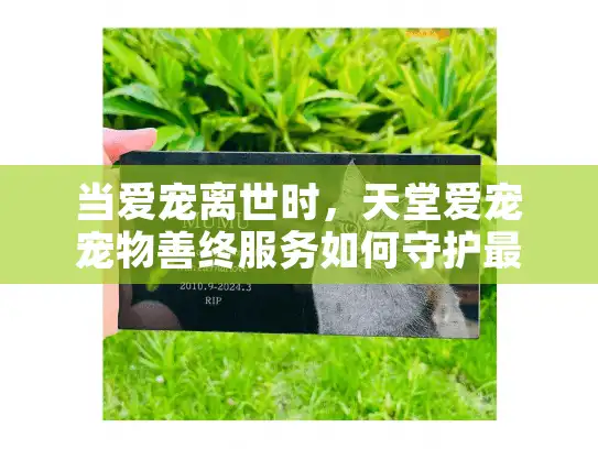 当爱宠离世时，天堂爱宠宠物善终服务如何守护最后的美好？