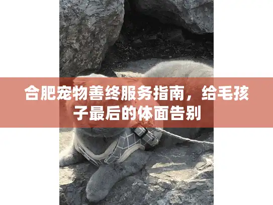 合肥宠物善终服务指南，给毛孩子最后的体面告别