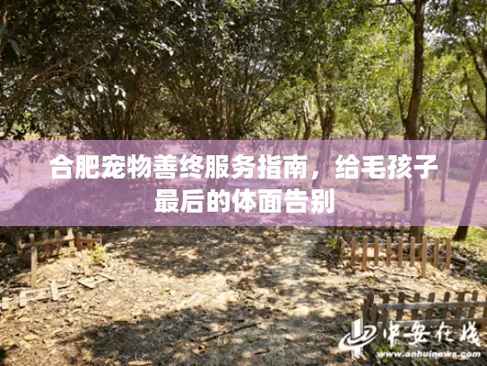 合肥宠物善终服务指南，给毛孩子最后的体面告别