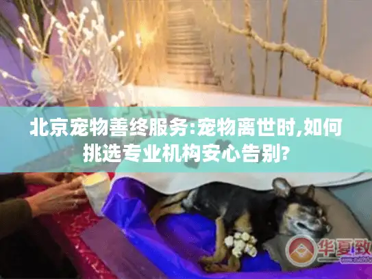 北京宠物善终服务:宠物离世时,如何挑选专业机构安心告别?