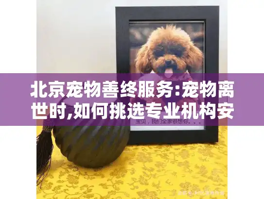 北京宠物善终服务:宠物离世时,如何挑选专业机构安心告别?