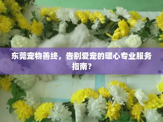 东莞宠物善终，告别爱宠的暖心专业服务指南？