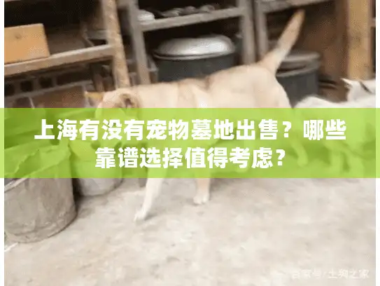 上海有没有宠物墓地出售？哪些靠谱选择值得考虑？