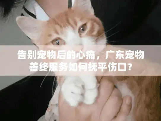 告别宠物后的心痛，广东宠物善终服务如何抚平伤口？