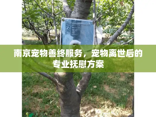 南京宠物善终服务，宠物离世后的专业抚慰方案