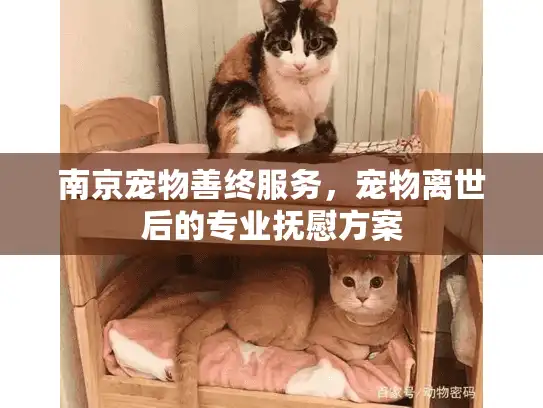 南京宠物善终服务，宠物离世后的专业抚慰方案