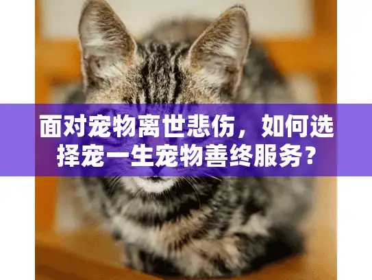 面对宠物离世悲伤，如何选择宠一生宠物善终服务？
