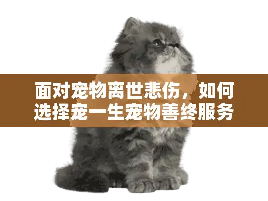 面对宠物离世悲伤，如何选择宠一生宠物善终服务？