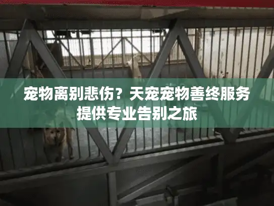 宠物离别悲伤？天宠宠物善终服务提供专业告别之旅