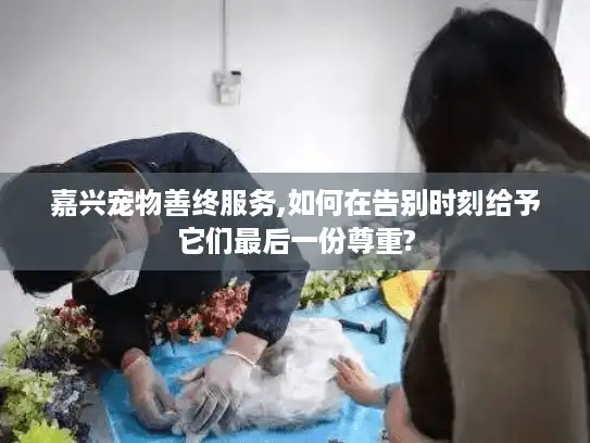 嘉兴宠物善终服务,如何在告别时刻给予它们最后一份尊重?