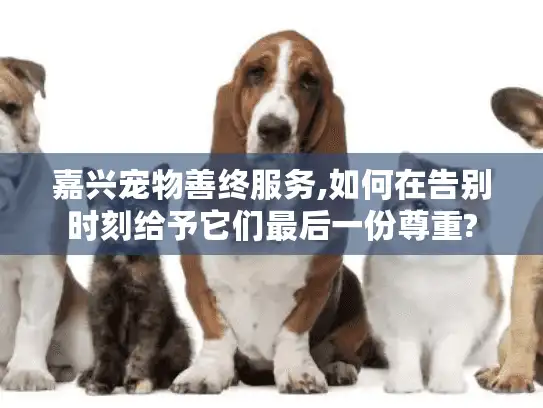 嘉兴宠物善终服务,如何在告别时刻给予它们最后一份尊重?