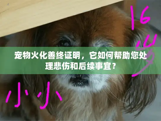 宠物火化善终证明，它如何帮助您处理悲伤和后续事宜？