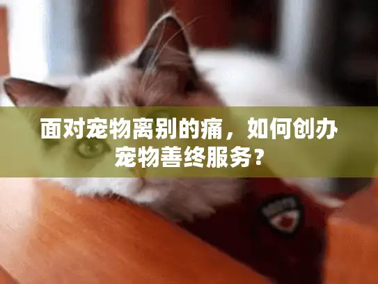面对宠物离别的痛，如何创办宠物善终服务？