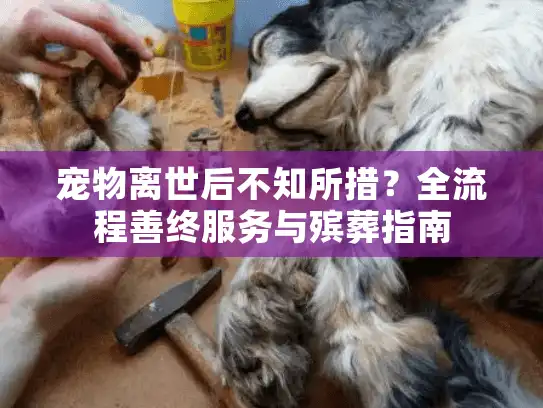 宠物离世后不知所措？全流程善终服务与殡葬指南