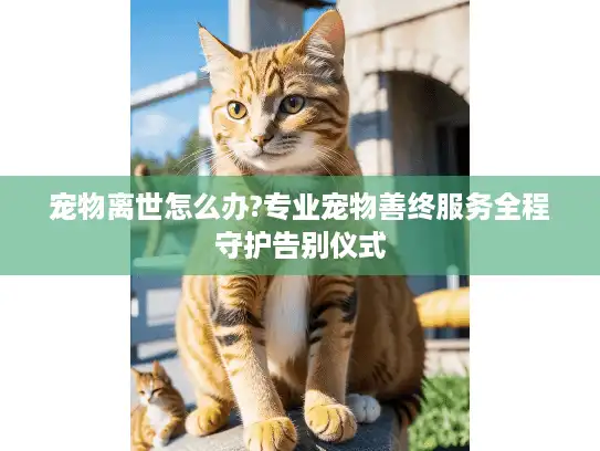 宠物离世怎么办?专业宠物善终服务全程守护告别仪式