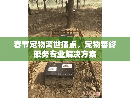 春节宠物离世痛点，宠物善终服务专业解决方案