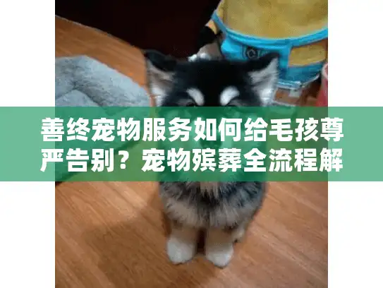 善终宠物服务如何给毛孩尊严告别？宠物殡葬全流程解析