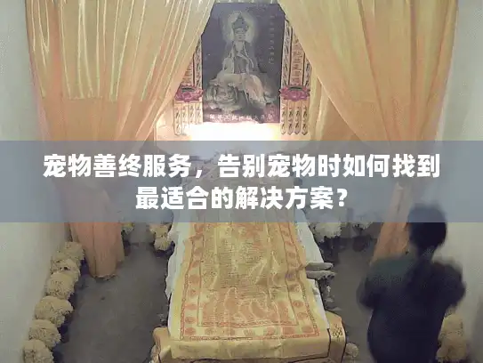 宠物善终服务，告别宠物时如何找到最适合的解决方案？