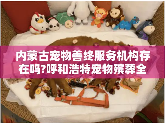 内蒙古宠物善终服务机构存在吗?呼和浩特宠物殡葬全流程指南2025