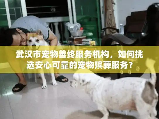 武汉市宠物善终服务机构，如何挑选安心可靠的宠物殡葬服务？