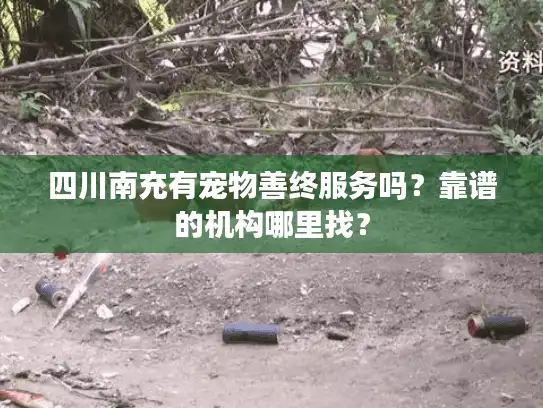 四川南充有宠物善终服务吗？靠谱的机构哪里找？