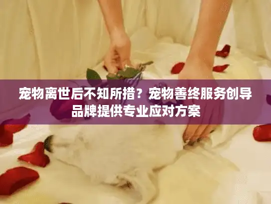 宠物离世后不知所措？宠物善终服务创导品牌提供专业应对方案