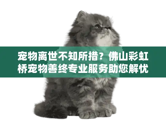 宠物离世不知所措？佛山彩虹桥宠物善终专业服务助您解忧