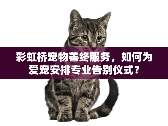 彩虹桥宠物善终服务，如何为爱宠安排专业告别仪式？
