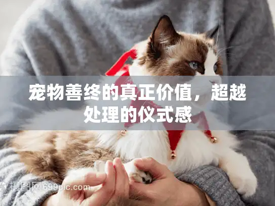 宠物善终的真正价值，超越处理的仪式感