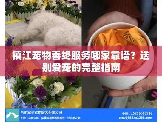 镇江宠物善终服务哪家靠谱？送别爱宠的完整指南