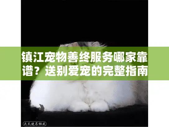 镇江宠物善终服务哪家靠谱？送别爱宠的完整指南