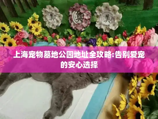 上海宠物墓地公园地址全攻略:告别爱宠的安心选择